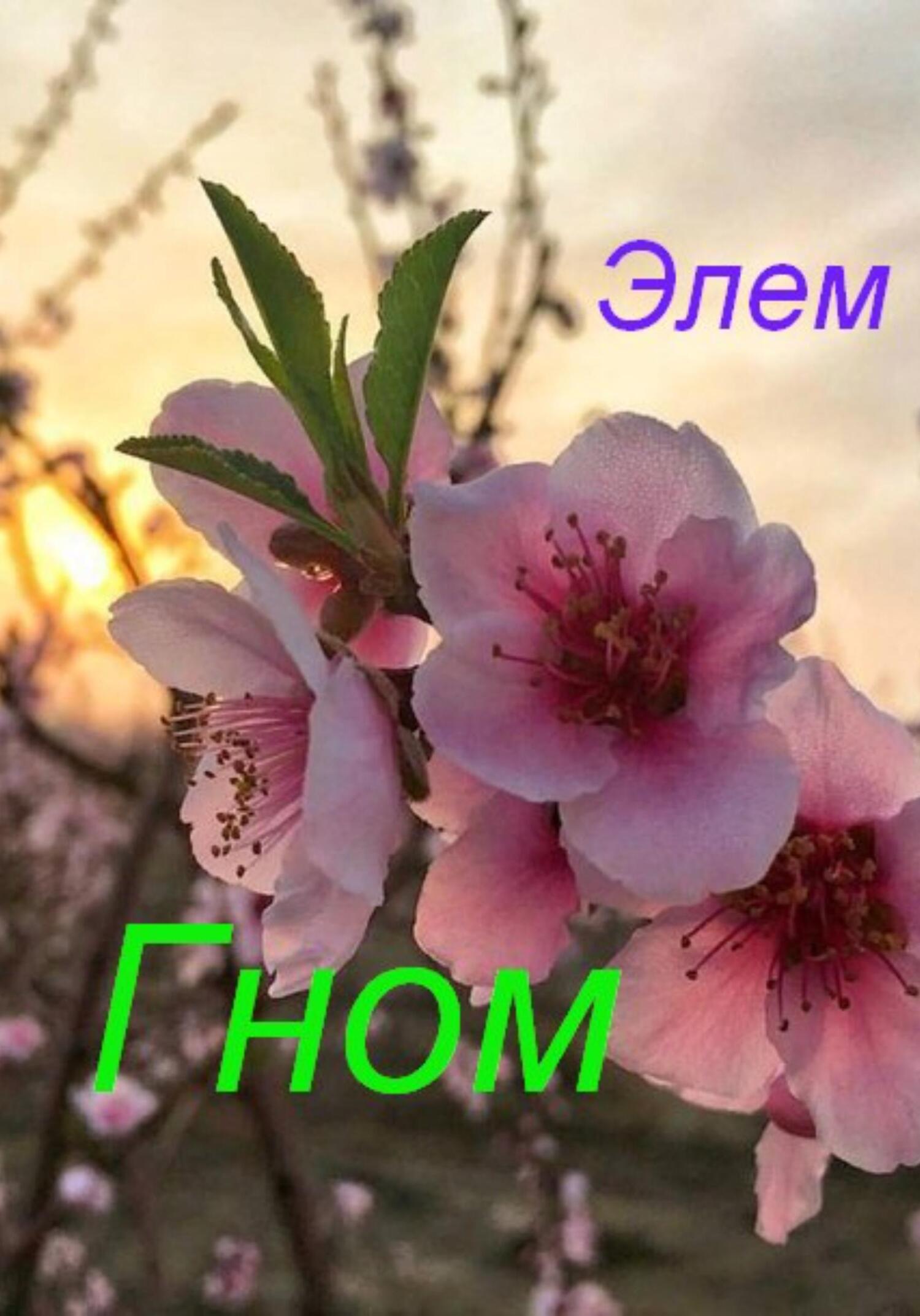 Гном - Элем