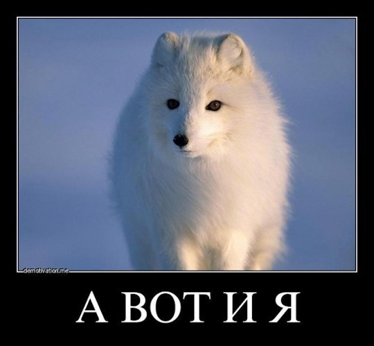 Мир новый проблемы старые. И главная - выжить - Ногицуне